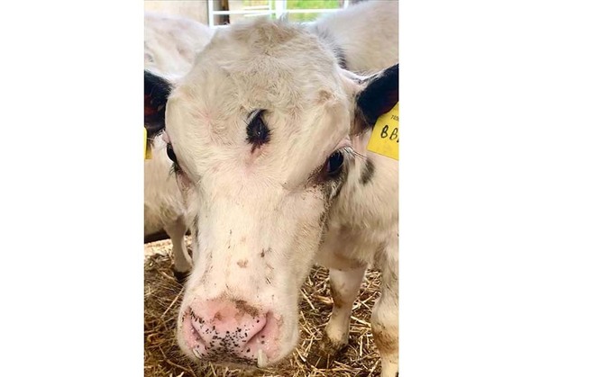 'Extremely rare' three eyed calf doing well on Welsh farm