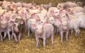 Pig farmers highlight dire situation of 'extremely low prices' and contracts cuts