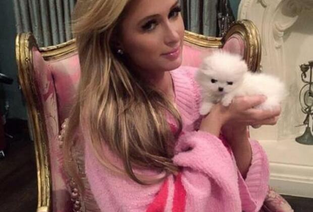 Paris Hilton may hire nanny for new Pomeranian puppy