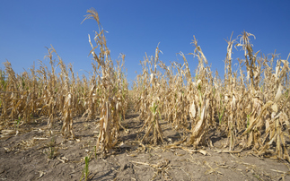 Study: A quarter of the world's crops grown in areas threatened by water supply risks 