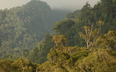 Mobilising Finance for Forests: Government launches £150m rainforest protection push