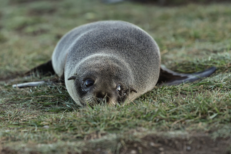 LensTalk | Fur Seals and Shores: A Coexistence That Endures