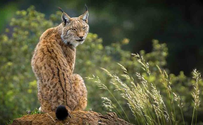 The Northumberland Trust said research has shown that if the Eurasian lynx was released into Northumberland, they could grow into a 'healthy and sustainable population'.