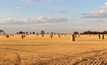  Oaten hay production will benefit from new research. Image courtesy WA Dept of Agriculture.