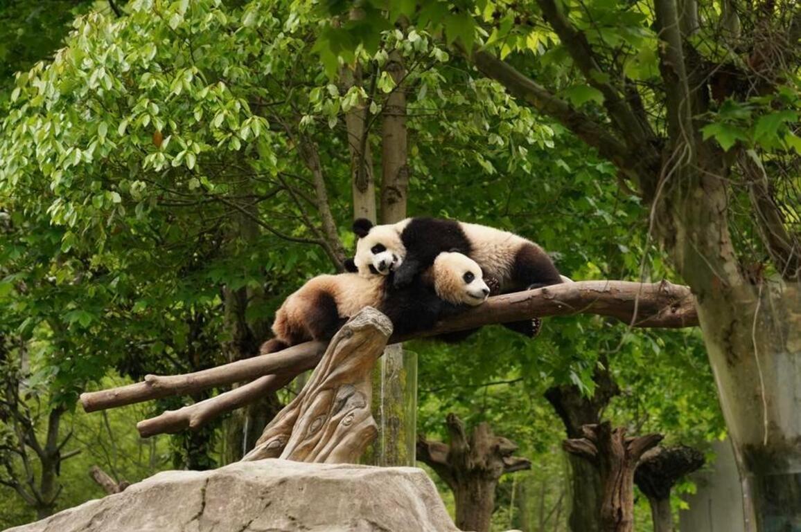 Advanced technology boosts panda conservation in China