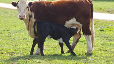 Careful animal health and nutrition management can help reduce the risk of dystocia at calving. 