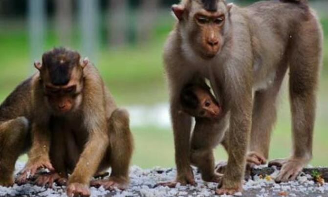 New AIDS drug shields monkeys - study New AIDS drug shields monkeys - study