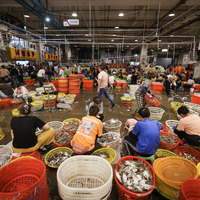 CHINA-ZHEJIANG-ZHOUSHAN-SWIMMING CRABS-HARVEST (CN)