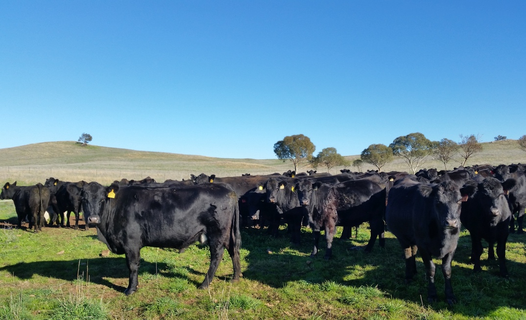 Beef producers are feeling more optimistic about the next 12 months, a new survey has found. Credit: Pamela Lawson. 