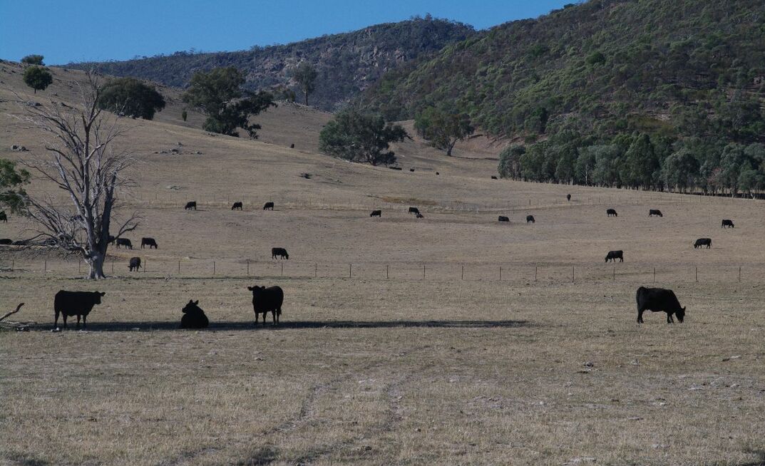 Autumn is a critical time for livestock producers, trying to make significant production decisions based on unpredictable seasonal outlooks.