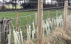 Study: UK agroforestry adoption held back by lack of advice for farmers