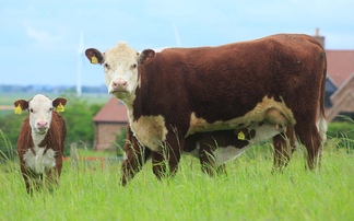 Pregnancy scanning suckler cows: a practical tool that can pay its way 