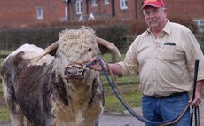 Netting livestock sales in lockdown