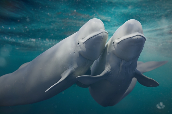 US lawsuit alleges gold project will harm Belugas