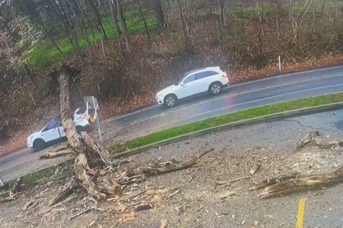 Video shows woman narrowly escaping as tree smashes her car