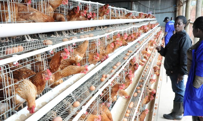Best Farmer competitions reach final stage Best Farmer competitions reach final stage