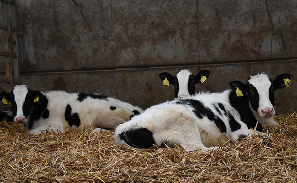 Pneumonia in calves: Top tips | Farm News | Farmers Guardian