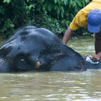 MYANMAR-BAGO-WORLD ELEPHANT DAY