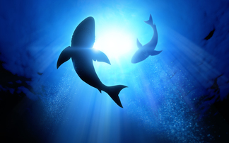 IT Essentials: AI sharks are circling