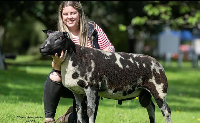 SHEEP: Young farmer overcomes challenges to establish Dutch Spotted flock