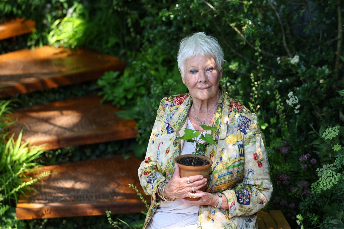 "I can't see television": Actress Judi Dench details worsening eyesight due to macular degeneration