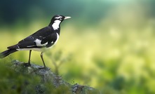 Kulbarni is the Nyoongar word for magpie. Photo: Pixabay