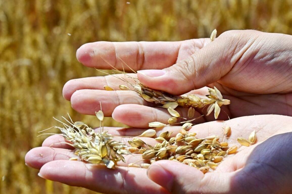 Scientists map genetic resistance to wheat "cancer"