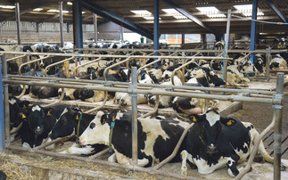 How to manage e.coli mastitis in dairy cows