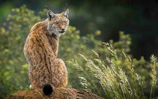 Lynx captured after illegal release in the Cairngorms