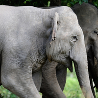 CAMBODIA-PHNOM PENH-RARE ASIAN ELEPHANTS-GENETIC STUDY