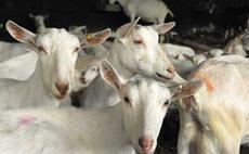 Increased meat demand opportunity to reduce dairy goat euthansia