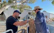 University of Adelaide Associate Professor, Will van Wettere, providing a subcutaneous dose of Regulin, as part of a trial looking to boost summer joining success in the face of heat stress. Credit: Jamee Daly.