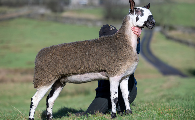 Hewgill V132, 8,000gns