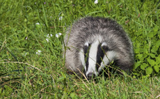 Organic Flintshire dairy farmer warns badgers putting lapwings at risk