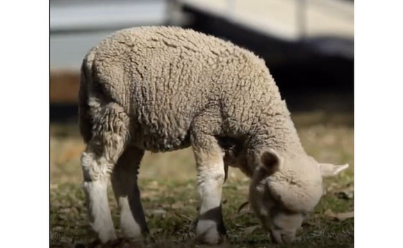 Defra slammed for 'wrong lamb' in social video