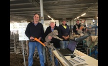  DPIRD’s John Paul Collins, Federation of Performance Sheep Breeders of WA’s Bob Hall, Merino breeder Max Ewen and DPIRD Katanning’s Wayne Lequaitermaine, marking lambs. Picture courtesy DPIRD.