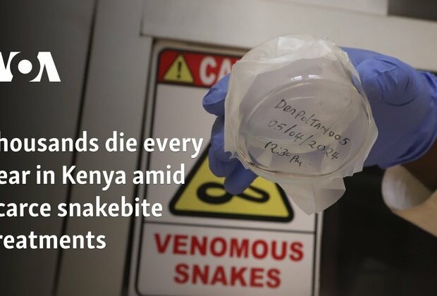 Thousands die every year in Kenya amid scarce snakebite treatments