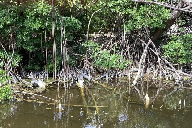 Review of Graeme Hall Swamp published