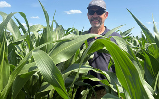 Triple-use maize variety could be one to watch