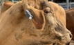  The CSIRO has created a new ear tag which acts like a Fit Bit for cattle. Picture courtesy CSIRO.
