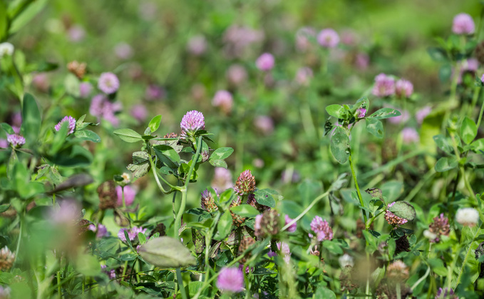 Independent cover crop guide launched