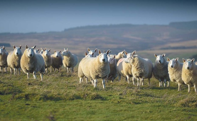 Environmental investors look at grassland