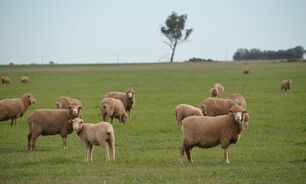 Traceability is one of the key drivers for a national approach to sheep electronic identification. 