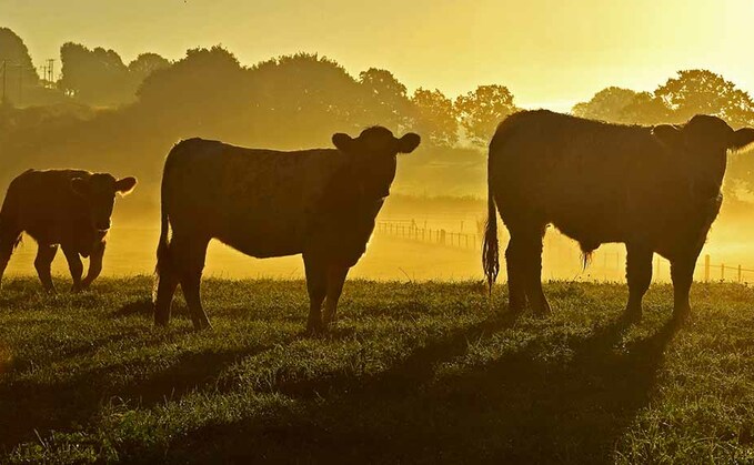 Scotland's Chief Veterinary Officer Sheila Voas said: "We are working closely with the Animal and Plant Health Agency, and other partners, to identify where the disease came from."