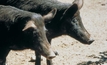 Feral pigs under surveillance