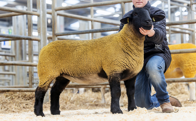 Top price Suffolk from the Sullom flock