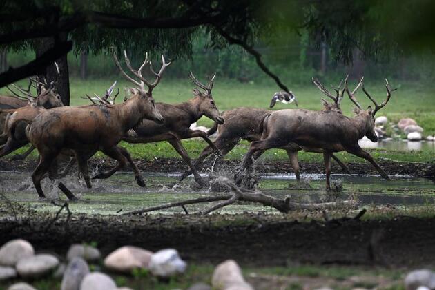 From extinction to flourishing herds, milu deer thrive after China's decades of conservation