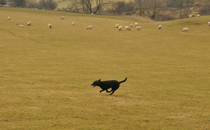 Increase in dog walkers letting pets off lead