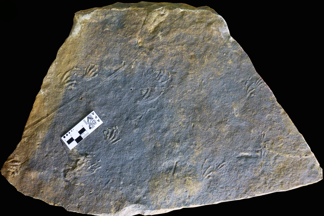 CHINA-SPAIN-SCIENTISTS-JURASSIC LIZARD TRACKS-DISCOVERY (CN)