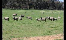 A solid first half of 2021 will set sheep producers up well for spring.